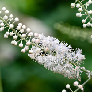 BLACK COHOSH